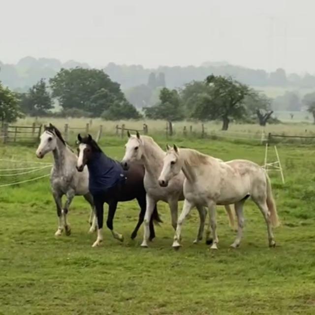 Gaestehaus White Horse Diedersen Coppenbrugge Ngoại thất bức ảnh